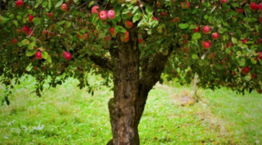 Frutas maduras ao alcance das mãos...